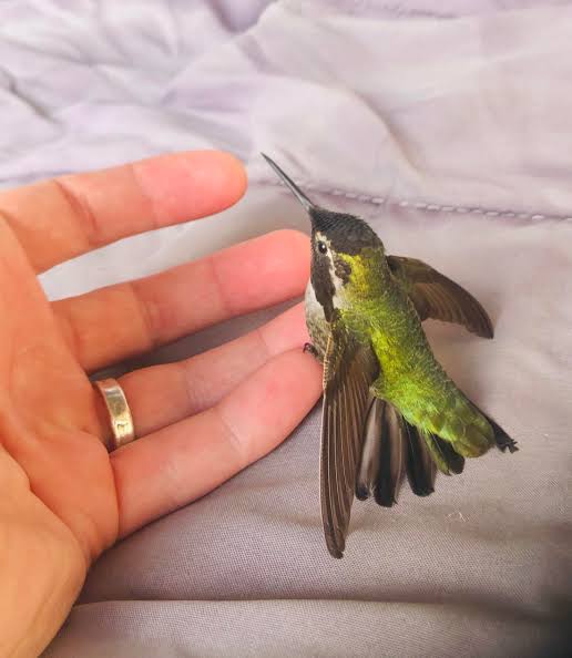 Hummingbirds occasionally get into my house and I have to gently catch them and put them back outside : r/aww