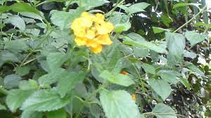 Lantana Plant Rhs Best Flower Wallpaper