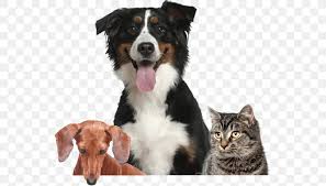 Berners can pull many times their own weight, which is why they excelled as drafting dogs. Bernese Mountain Dog Australian Shepherd English Shepherd Dog Breed Border Collie Png 545x468px Bernese Mountain Dog