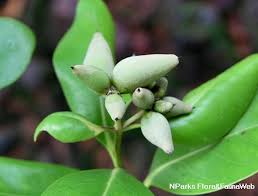 Image result for Avicennia marina