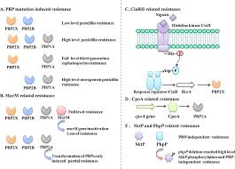 Image result for Penicillin Resistant Pneumococcus