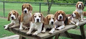 But vet care can be very costly, and if you're unemployed, living on a low income, or just going. The National Beagle Club Of America Inc Home Pet Insurance Dogs Pet Health Insurance Best Pet Insurance