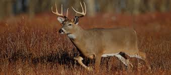 Big Game Hunt Bookyourhunt Com