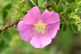 Which state flower is the best in the country? Here Are The Official State Flowers Of All 50 States Plus D C