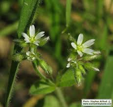 Image result for Cerastium glomeratum
