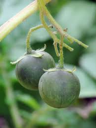Image result for Solanum tuberosum