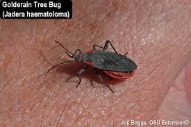 We did not find results for: Goldenrain Tree Bug Bygl