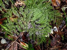 Image result for Lindsaeaceae