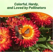 Image result for Helichrysum setosum