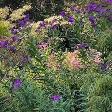 Image result for Vernonia pteropoda