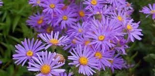 Maybe you would like to learn more about one of these? Bee Friendly Plants 20 Of The Best Plants To Attract Bees By Season