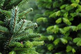 17 Types Of Christmas Trees With Pictures Real Trees You Can Get This Holiday Trees Com