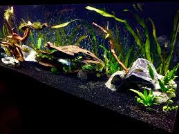 Http Www Fishlore Com Fishforum Attachments Discus Fish 164745d1428692881 Black Sand Peppered Discus Imageuploadedbyfish Lore Aquariu Aquarium Ideeen Aquarium