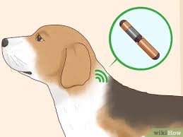 Their noses and ears don't start to fully work until they are about 3. 3 Ways To Care For An 8 Week Old Puppy Wikihow
