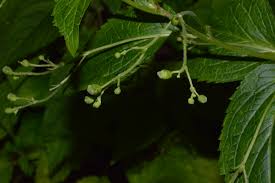 Image result for Tetradenia urticifolia