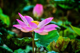 Check spelling or type a new query. Lotus Flower Meaning And Symbolism A To Z Flowers