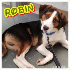 Beagle puppies for adoption in pa. Dog For Adoption Robin A Beagle Mix In Erie Pa Petfinder