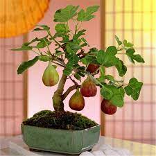 Bonsai tree nursery sells japanese bonsai trees for beginner and indoor bonsai growing. Egrow 100pcs Pack Tropical Fig Seeds Mini Fig Tree Bonsai Fruit Seed Garden Indoor Potted Plants Bonsai Plants Plants Bonsai Tree