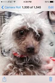 Check spelling or type a new query. Adopt Donut On Petfinder Chinese Crested Chinese Crested Dog Puppy Adoption