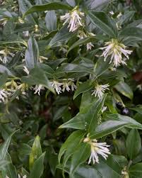 Image result for Lonicera confusa