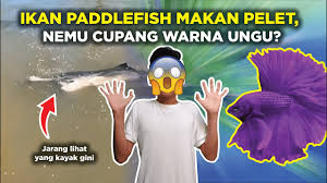 Tapi ketika ingin membeli ikan hias, tentu ada harga yang harus dibayar. Momen Langka Ada Ikan Paddlefish Makan Pelet Sampe Nemu Ikan Cupang Warna Ungu Eksplorakuatik Youtube