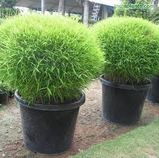 Image result for Pogonatherum paniceum