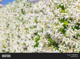 Star jasmine is a beautiful flowering vine that offers sweetly fragrant white flowers in late spring and summer. Confederate Jasmine Image Photo Free Trial Bigstock