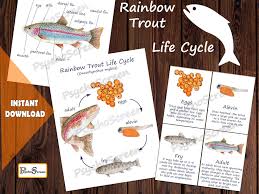 Rainbow Trout Unit Study Mega Printable Fish Bundle Etsy In 2020 Biology Poster Rainbow Fish Life Cycle