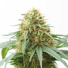 We did not find results for: Northern Light Autoflowering Marijuana Seeds