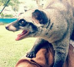 Tidak seperti kerabatnya seperti musang pandan lebih jelasnya, anda bisa membaca artikel tentang cara memotong kuku musang. 6 Cara Memelihara Musang Yang Baik Untuk Pemula Hobinatang