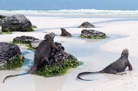 #galapagos #marineiguana evolved from a mainland ancestor to foraging in the sea or crossing the waters to. Erlebt Die Galapagosinseln In Ecuador Urlaubsguru