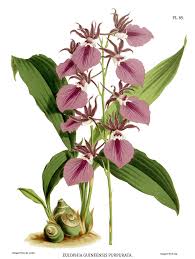 Image result for Orthochilus holubii