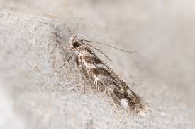 Image result for Ericinella