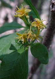 Image result for Vepris