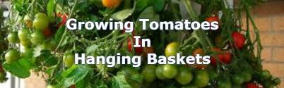 There are many styles of hanging basket to choose from. Growing Tomatoes In Hanging Baskets Growing Tips Advice Pyracantha Co Uk