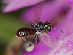 If the bright coloring doesn't work, their painful venomous stinger might. Bee Wikipedia