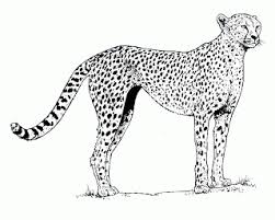 Cheetah Animal Coloring Page Animal Coloring Pages Zoo Animal Coloring Pages Puppy Coloring Pages