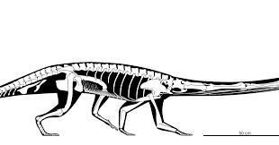 Image result for Tanystropheus