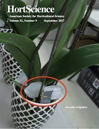 Study Oks Watering Orchids With Ice Cubes Orchids In Water Ice Cube Orchids