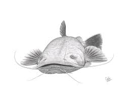 Most catfish live in fresh water habitats all over the world, except antarctica. Flathead Catfish Drawing By David W Gillum