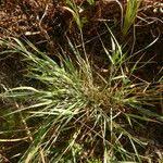 Image result for Setaria geminata