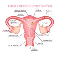 The reproductive system of both males and females consists of organs, ducts, and glands. Free Vector Female Reproductive System
