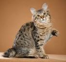 10 Small Exotic Cats That Are Legal to Keep as Pets ...