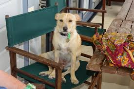 Image result for Metaldehyde Poisoning