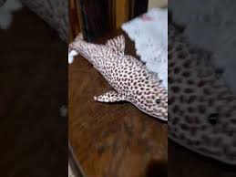 Последние твиты от buin zoo (@buin_zoo). Mi Tiburon De Peluche Del Buinzoo Youtube