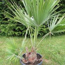 Acoelorraphe wrightii is native to florida, the caribbean and central america, where it often grows in swampy, sometimes salty soil. Acoelorrhaphe Wrightii The Silver Saw Palmetto