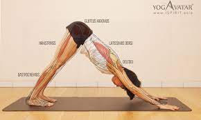 The muscular anatomy of a dog, while serving the same purpose in a dog, differs in structure and function from the muscular system in a human body. Yoga Q A Why I Couldn T Keep My Knees Straight During Downward Facing Dog Yoga Pose Ispirit Asia