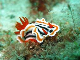 Indonesian animals are very wonderful, the seas animals included. 6 Favourites Sea Animals Of Bali Blue Season Bali