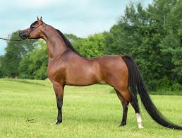 سياحة في حديث كان للنبي صل ى الله عليه وسلم في حائطنا فرس يقال له اللحيف Beautiful Arabian Horses Horses Beautiful Horses