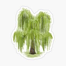 Weeping trees tend to be lovely cultivars that work well as specimen trees and focal points in the landscape. Weeping Willow Tree Stickers Redbubble